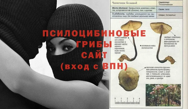 mega вход  цена наркотик  Пушкино  Галлюциногенные грибы MAGIC MUSHROOMS 